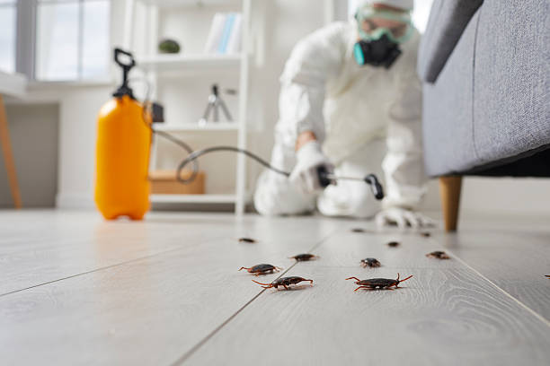 Commercial Rodent Management in San Lorenzo